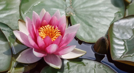 Pink flower floating in a bed of lilies
