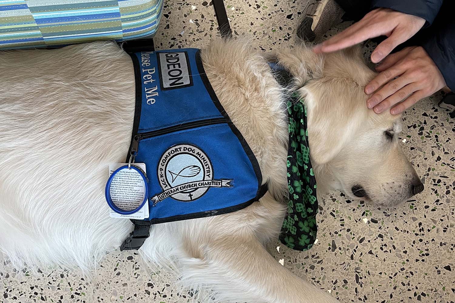 blonde Labrador Retriever wearing blue vest being petted by a person